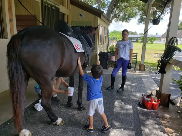 Seahorse Stables of Wellington, photo 1