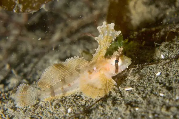 Seattle Dive Tours