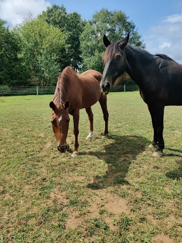 Second Chance Ranch of DE, Inc.