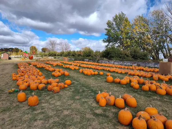 Sekapp Orchard, Rochester, MN