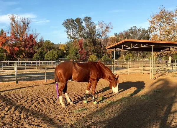 Serenity Equestrian Center, photo 1