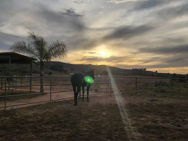 Serenity Equestrian Center, photo 3