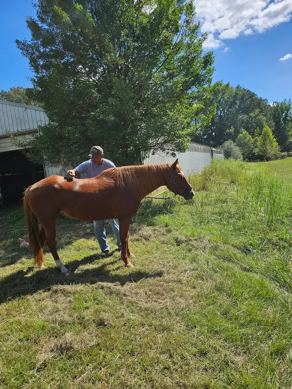 Shady Creek Farm & Riding Academy