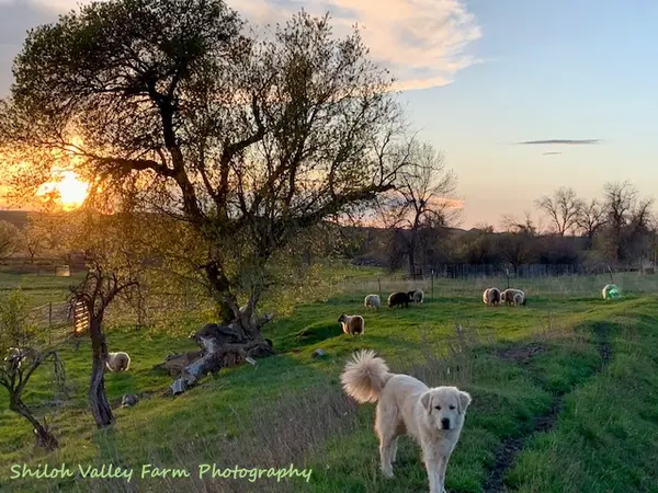 Shiloh Valley Family Farm, Sheridan, WY