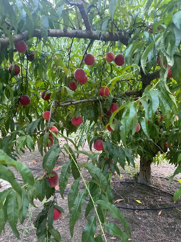 Shuler Peach Company, Ridgeville, SC