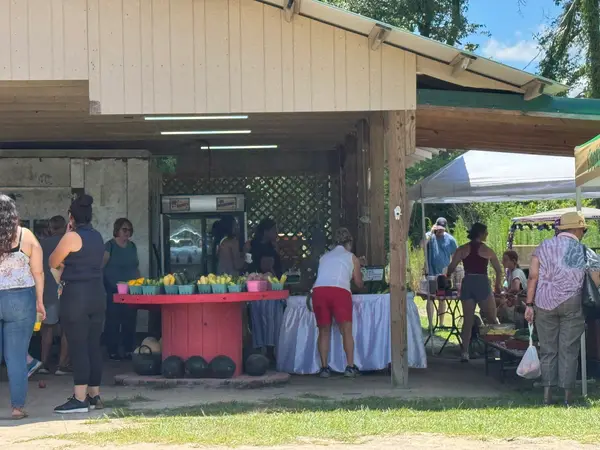 Shuler Peach/Strawberry U Pick, Ridgeville, SC