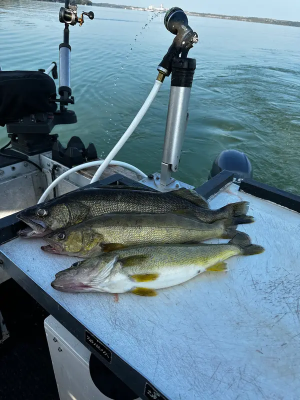 Silver and Gold Sport Fishing, photo 1