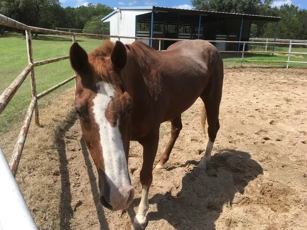 Sixty Equestrian Center
