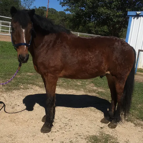 Sixty Equestrian Center, photo 1