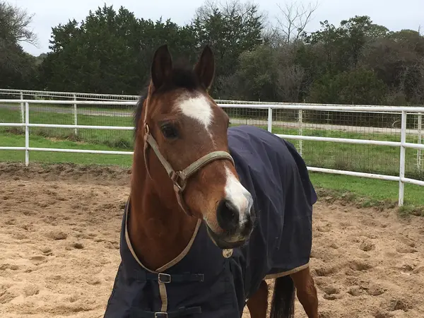 Sixty Equestrian Center, photo 2
