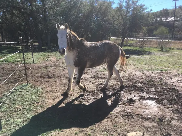 Sixty Equestrian Center, photo 3
