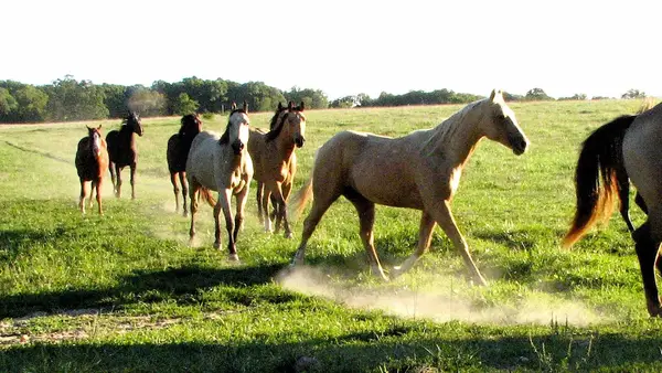 Skyland Ranch