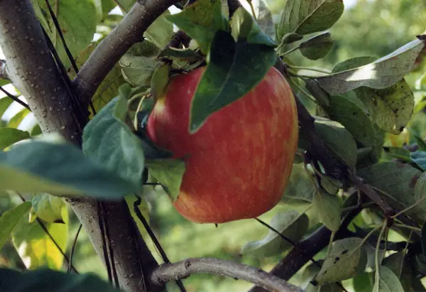 Sm'Apples Orchard, Ferndale, WA