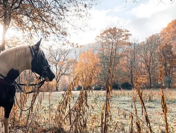 Smokemont Riding Stables