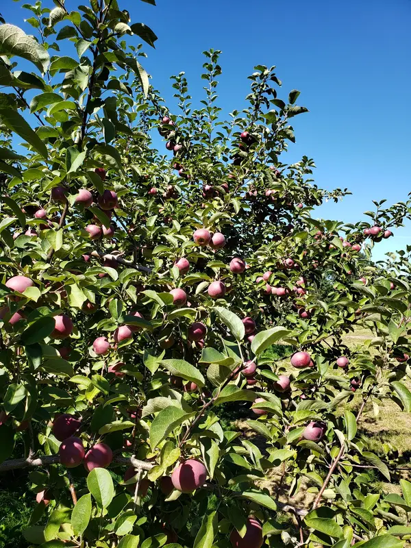 Snell Family Farm, Buxton, ME