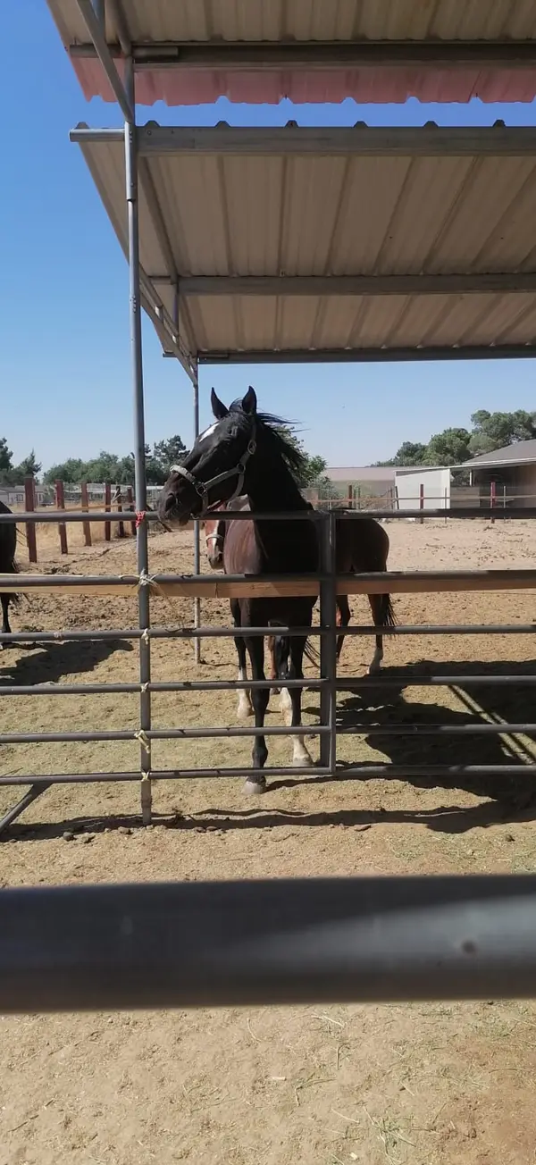 SoCal Horse Adventures, photo 1