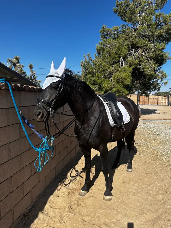 SoCal Horse Adventures, photo 2