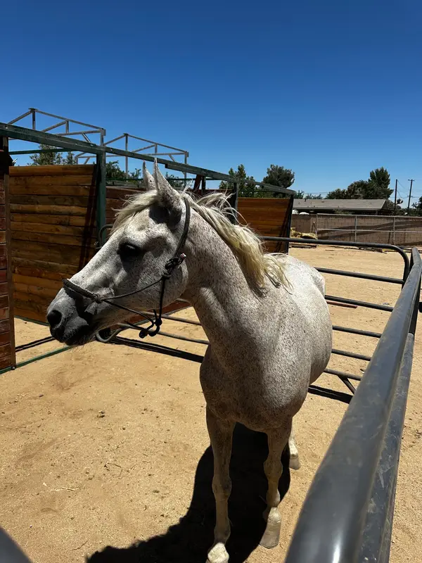 SoCal Horse Adventures, photo 3