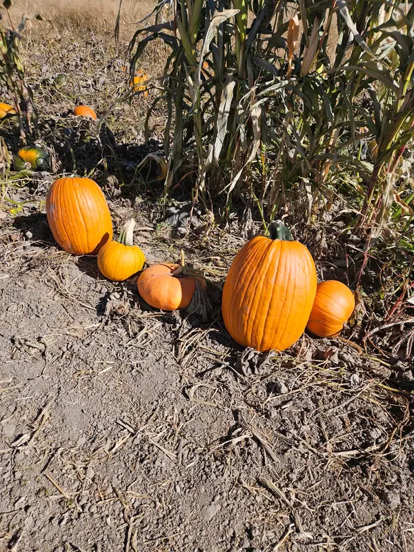 Son Harvest Seasons, Riverton, WY