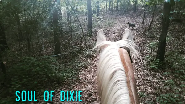 Soul of Dixie
