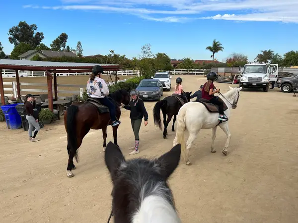 South Coast Equestrian