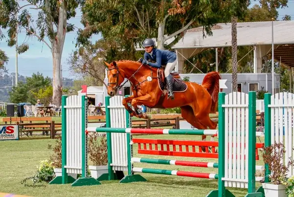 South Coast Equestrian, photo 2