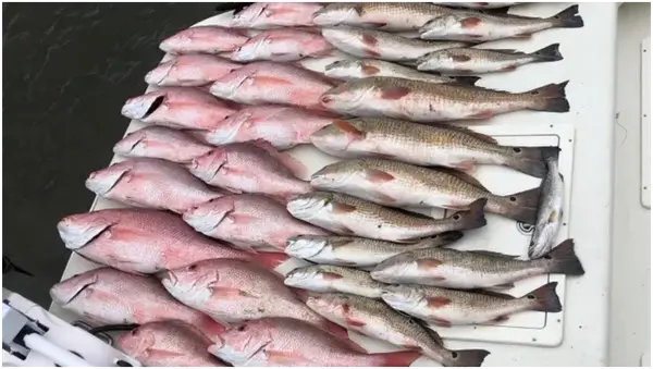 Southern Angler Fishing, Grand Isle, LA