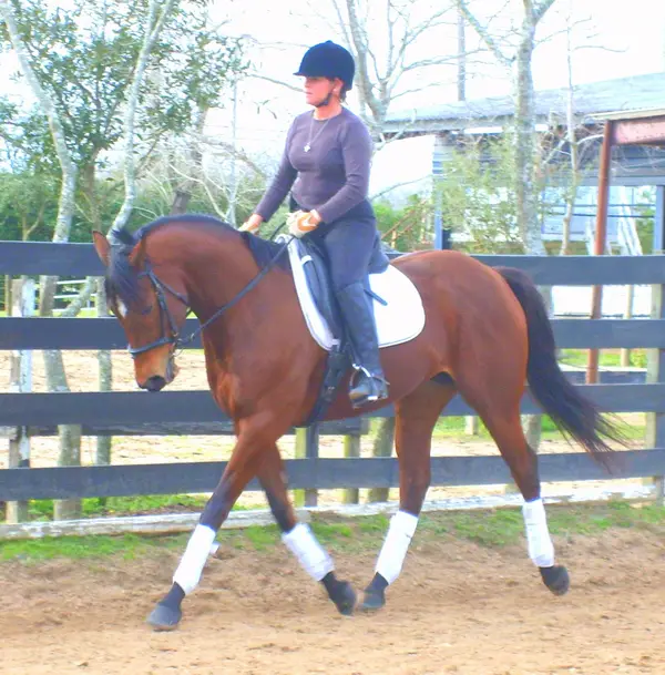 Southern Breeze Equestrian Center, photo 3