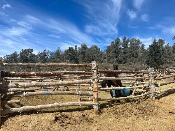Southern California Horseback Trail Rides, photo 1