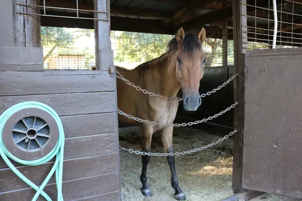 Southern Star Stables, photo 2