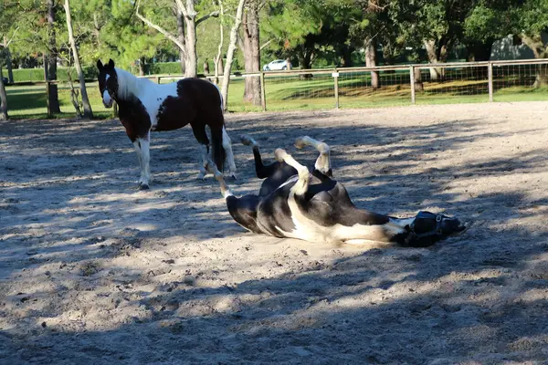 Southern Star Stables, photo 3