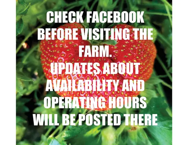 Specca Farms Pick Your Own, Bordentown, NJ