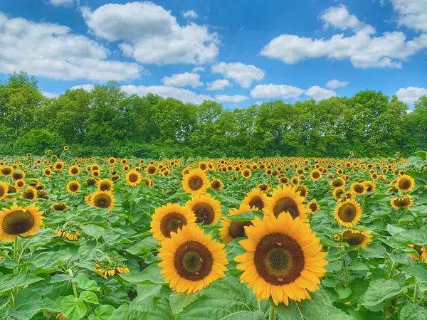 Spencer Farm, Noblesville, IN