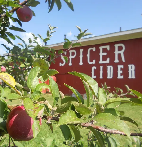 Spicer Orchards