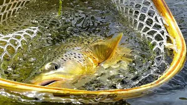 Spinner Fall Guide Service, Dutch John, UT