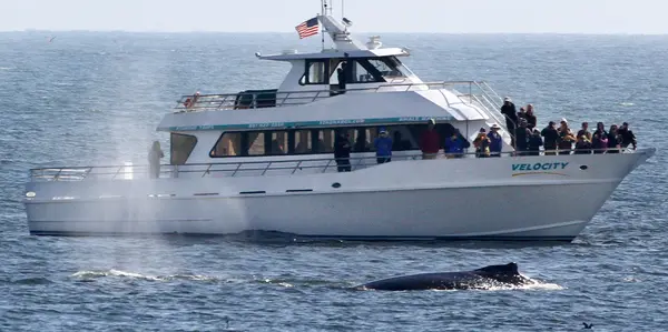 Stagnaro Charter Boats