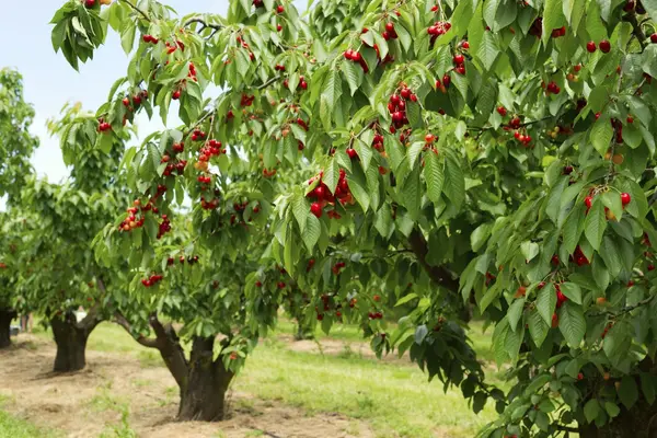 Stanton Cherries (U-Pick), Payson, UT