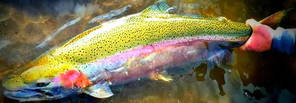 Steelhead Outfitters