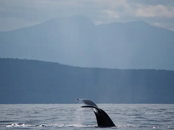 Steveston Seabreeze Adventures Vancouver, photo 1