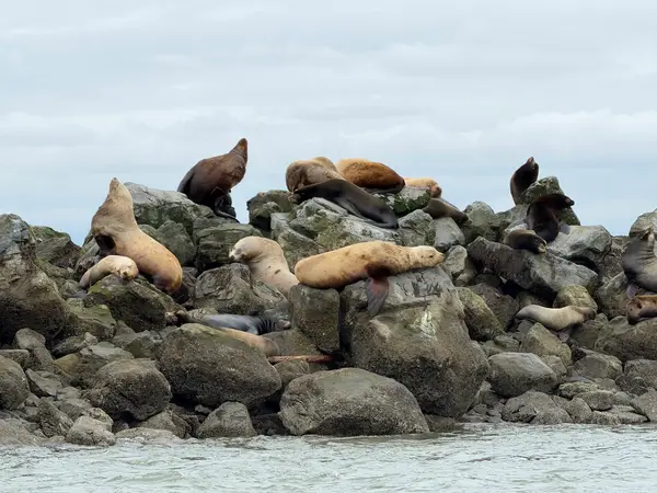 Steveston Seabreeze Adventures Vancouver, photo 3