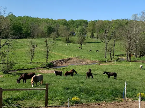 Stone Creek Ranch