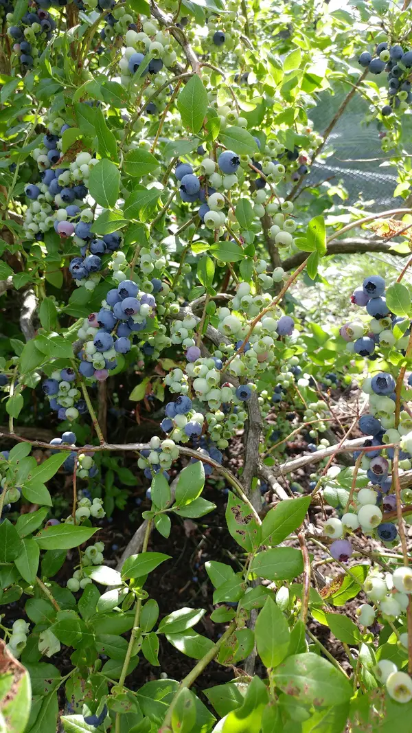 Stony Grove apples and blueberries U-Pick, Jeffersonville, VT