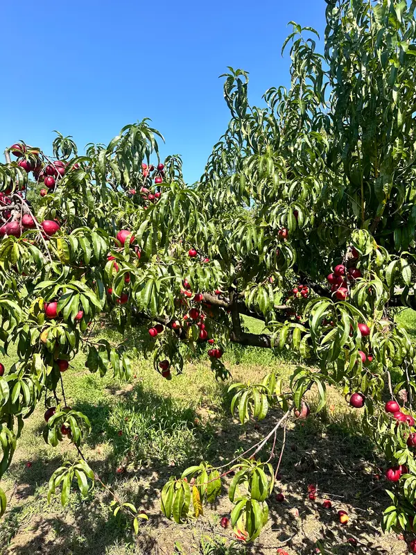 Strawberry Hill Farm, Chesterfield, NJ