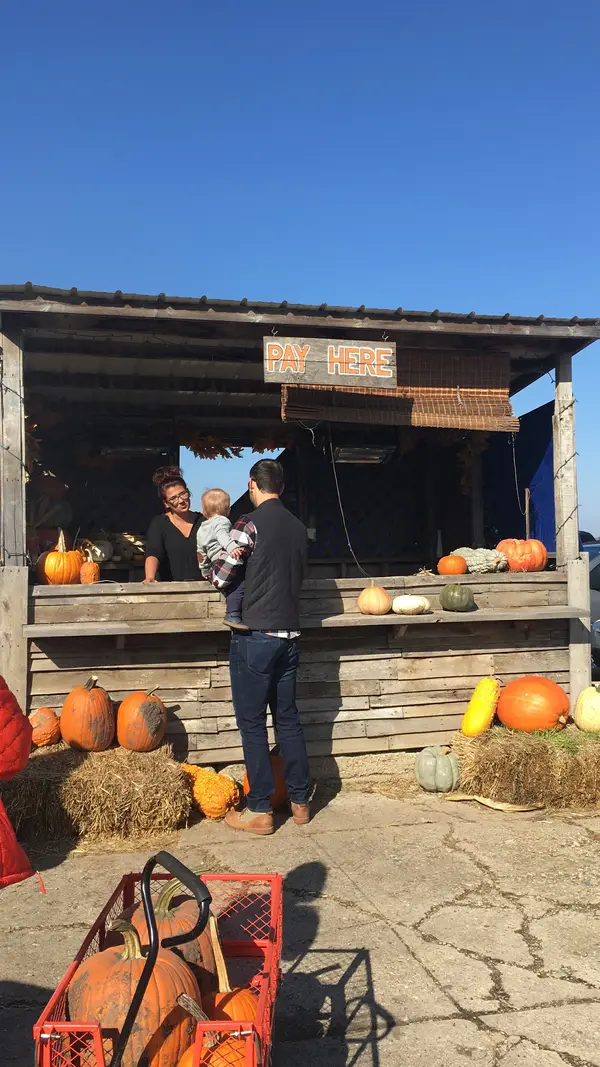 Sugar Grove Pumpkin Farm, Sugar Grove, IL