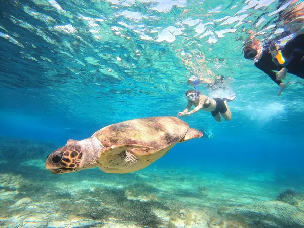Sun Seals Divers