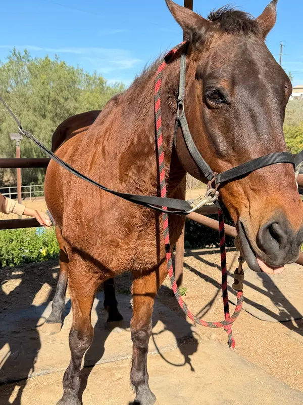 Sundance Hills Equestrian Center, photo 3