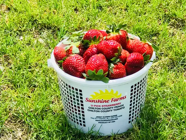 Sunshine Farms Upick Strawberry Field, Clanton, AL