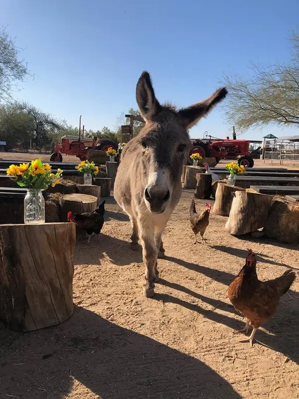 Superstition Farm, Mesa, AZ