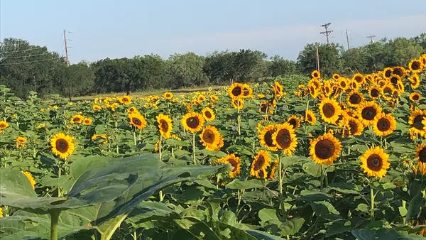 Sweet Berry Farm, Marble Falls, TX