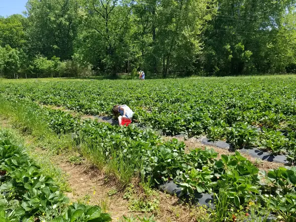 Sweet Pick'ins Farm, Dadeville, AL